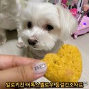 꽁이와 빵이의 디톡스 비밀 강아지를 위한 알로키친 동결건조사료