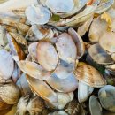 밀기울바지락칼국수전문점 이미지