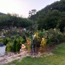 천안-주훈네 정원풍경-8월의 정원 이미지