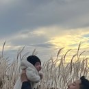 꼬숑 이미지