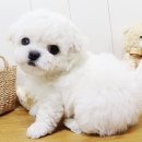 천사애견 이미지