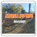 안성 비바람에 쓰러진나무 벌목 후기