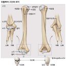 바니핏