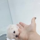 THE DOG SALON 이미지