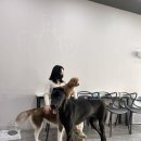 독크루 첨단점 네이버블로그