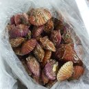 제철 해산물 추천 &#39;찐 홍게 &amp; 가리비&#39; 택배로 간편하게 먹는법(샘골농원)