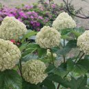 시전마을상가 이미지