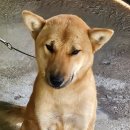 달희 Daum카페