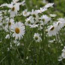데이지(daisy) 이미지