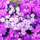 서래본가 이미지