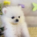 도그마루 강아지고양이 김해창원점 이미지