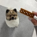 비바도기 이미지