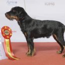 세인트루이스 애견 이미지