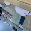 캣 팰리스 이미지