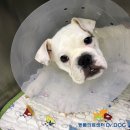 Dr.dog동물의료센터 이미지