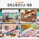 두레축산 | 대구 근교 드라이브 여행 굼벵이 도마뱀 경북곤충연구소 태풍 칠곡 곤충체험