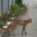 집사들의 로망(?), 하이엔드급 고냥이 이미지