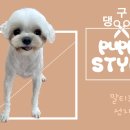 댕구르강아지유치원 이미지