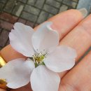 원광대학교 | 익산 원광대학교 벚꽃 실시간 후기 🌸 지금 완전 만개!🌸