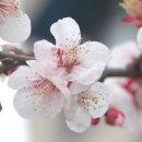 물오름달 이미지