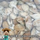 바다에서 직접 잡는 여수 왕바지락
