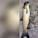 두상은 '비둘기'인데, 몸은 '잉어'..중국서 '조어(鳥魚)' 발견 이미지