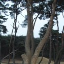 탈해왕릉 이미지