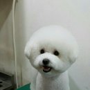 중앙애견 이미지
