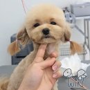 윈애견미용학원