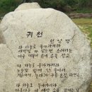 2월 15일. 한국의 탄생화와 부부 사랑 / 삼나무, 금송​ 이미지
