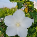 이중인 묘 이미지