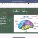 Nervous system_meninges, ventricle, CSF 이미지