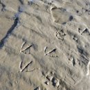 씨유 석모도민머루점 | 서울근교 당일치기 갯벌체험 [석모도 민머루해수욕장] 주말 아이들 갈만한곳. 민챙이 잡았음.