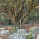 나주 사림(士林)의 뿌리 금사정(錦社亭) 동백나무 이미지