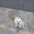 펫파민트 이미지