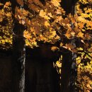 y-제니스 파크 이미지