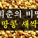 회춘의 비밀 땅콩 새싹의 효능. 이미지