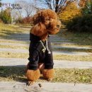 도도하개 이미지