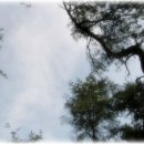 삼한국대부인순흥안씨묘 이미지