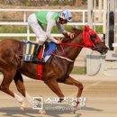 로얄더비파크 이미지