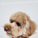 꽃개 하우스 이미지