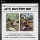 떠내려 갔던 고마곰,공주시민 곁으로 돌아와 이미지