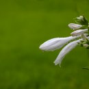 옥잠화(Hosta plantaginea) 이미지