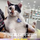 송 동물의료센터 이미지