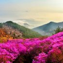 대금산진달래길(트레킹) | 10분이면 진달래+바다? 거제 대금산 초간단 봄 트레킹