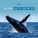 고래잠 이미지