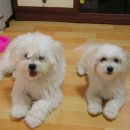 강아지 세상 이미지