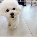 부산애견호텔 애견유치원 맘바이 부산북구점 이미지