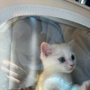 효원동물병원 이미지