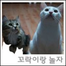 <고양이 간식> 다양한 맛 펫데이즈 에프디 트릿 프리미엄!